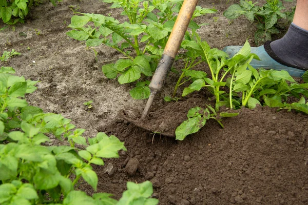 Den Gröna Potatisplantan Handpumpad Trädgården Sköter Växter Närbild Selektiv Inriktning — Stockfoto