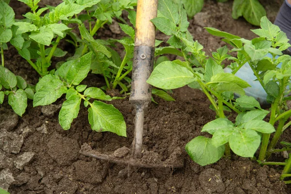 Den Gröna Potatisplantan Handpumpad Trädgården Sköter Växter Närbild Selektiv Inriktning — Stockfoto