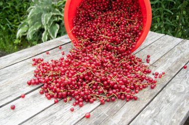 Yeni toplanmış kırmızı frenk üzümü biraz ahşap masaya saçılmıştı. Yakınlarda ters dönmüş kırmızı bir meyve kovası var. Frenk üzümü..