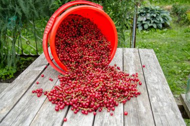 Yeni toplanmış kırmızı frenk üzümü biraz ahşap masaya saçılmıştı. Yakınlarda ters dönmüş kırmızı bir meyve kovası var. Frenk üzümü..