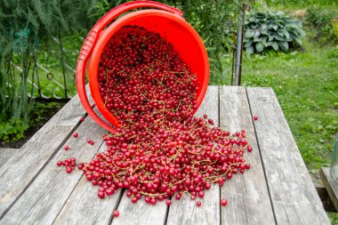 Yeni toplanmış kırmızı frenk üzümü biraz ahşap masaya saçılmıştı. Yakınlarda ters dönmüş kırmızı bir meyve kovası var. Frenk üzümü.