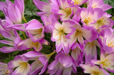 Bir sürü pembe ya da leylak rengi, uzun ömürlü pembe soğan. Çok güzel bir arka plan. Yaklaştın. Yana. Kolsiyum