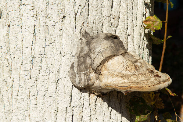Очень большой гриб чага на большом дереве липы. Дерево обработано белизной. Медицинские грибы