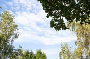 Küçük beyaz bulutlu parlak mavi gökyüzü. Farklı ağaçların dallarının kenarlarında akçaağaç, huş ağacı, kireç