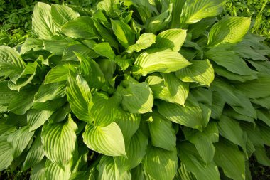 Güneş tarafından aydınlatılmış yeşil yapraklı büyük çalı ev sahipleri. Arkaplan olarak kullanılabilir