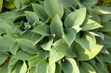 Keskin yaprakları olan büyük mavi bir ev sahibi çalısı. Arkaplan olarak kullanılabilir