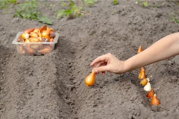 Sebuah Tangan Anak Tanaman Tulip Bola Dalam Tanah Menanam Bunga — Stok Foto