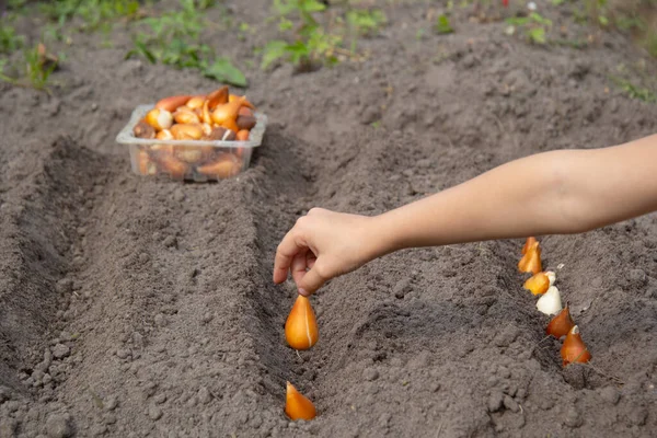 En childs hand planterar tulpanlökar i marken. Plantera blommor i en säng — Stockfoto