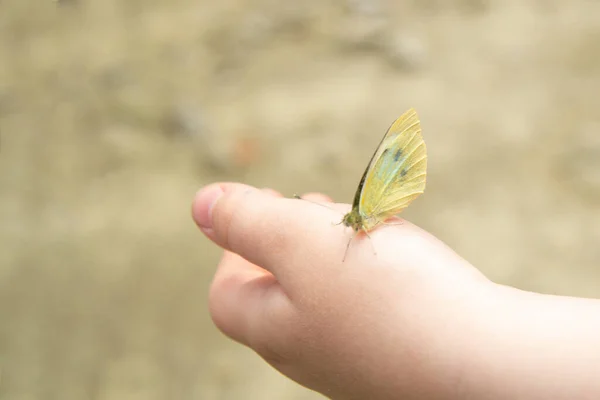 Бабочка Жёлтыми Крыльями Сидит Руке Позади Размытый Фон — стоковое фото