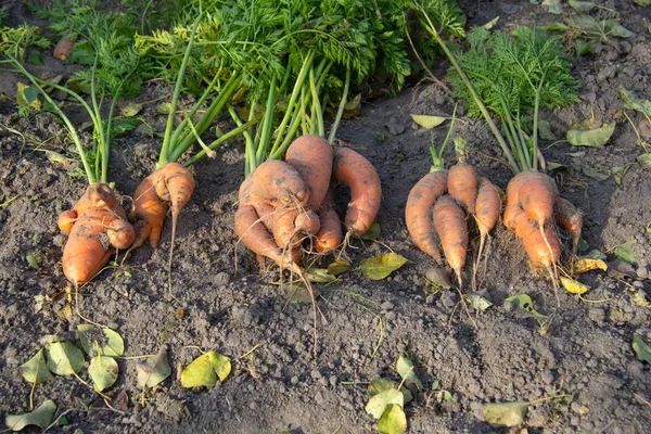 Zanahorias frescas de forma irregular inusual se encuentra con un bot en el suelo. — Foto de Stock