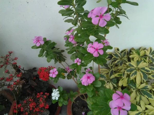 Colorful Flowers in Home Garden