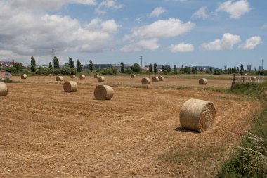 Çiftlik hayvanlarını beslemek için saman kullanıldı. Baix Llobregat Agrarian Park Barcelona, Katalonya.