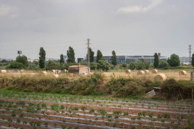 Çiftlik hayvanlarını beslemek için saman kullanıldı. Baix Llobregat Agrarian Park Barcelona, Katalonya.
