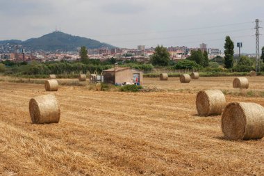 Çiftlik hayvanlarını beslemek için saman kullanıldı. Baix Llobregat Agrarian Park Barcelona, Katalonya.