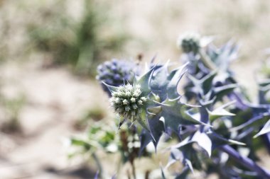 Kumullarda yetişen kumsal bitkisi. Akdeniz bitkileri.