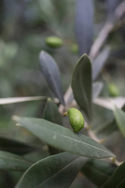 Olea Europaea Powszechnie Nazywana Drzewem Oliwnym Oliwki Dojrzewania Drzewie — Zdjęcie stockowe