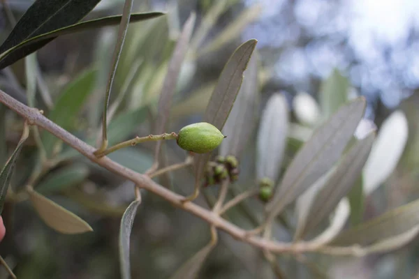 Olea Europaea Κοινώς Αποκαλούμενη Ελιά Ελιές Για Ωρίμανση Στο Δέντρο — Φωτογραφία Αρχείου