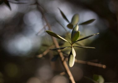 Zeytin dalı. Akdeniz ikliminin tipik meyve ağacı.