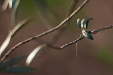 Zeytin dalı. Akdeniz ikliminin tipik meyve ağacı.