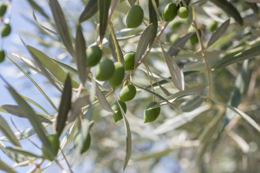 Ağaçta olgunlaşan zeytinler. Yenilebilir yeşil meyve.
