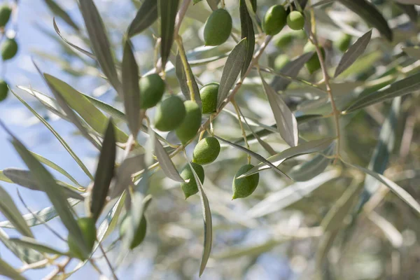 Ελιές Που Ωριμάζουν Στο Δέντρο Βρώσιμα Πράσινα Φρούτα — Φωτογραφία Αρχείου