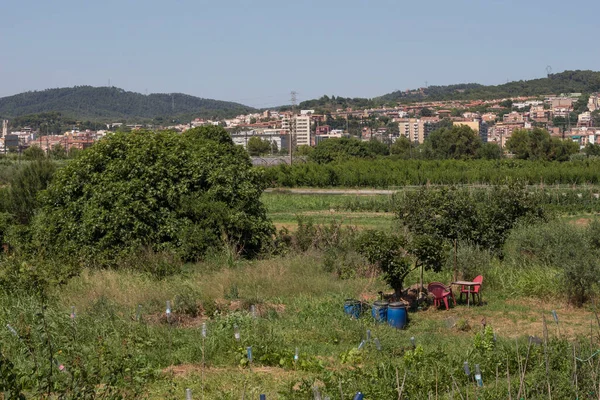 Campi Coltivazione Nel Comune Sant Vicen Dels Horts Barcellona Frutteto — Foto Stock