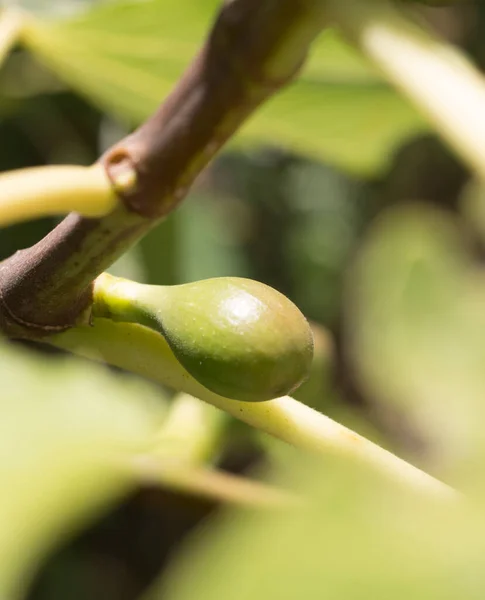 fig ripening on the fruit tree. Ecological agriculture. Seasonal product.