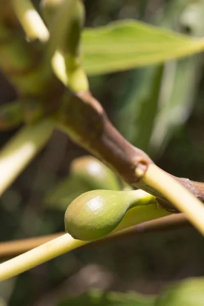 果樹の上で熟すイチジク 生態農業 旬の食材 — ストック写真