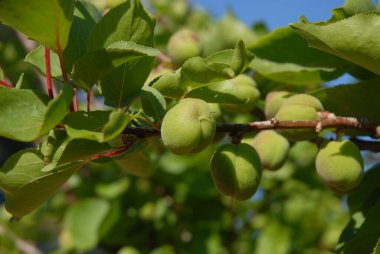 Ağaçta olgunlaşmamış kayısılar, Ermeni eriği ya da erik armeniakası olarak da bilinir.