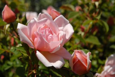 Çiçek ve tomurcuklarla pembe bir gül, Albertine.