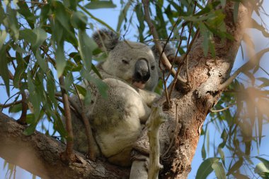 Koala, Phascolarctos cinereus, vahşi doğada görülen bir okaliptüs ağacında Horsehoe Körfezi yakınlarında, Manyetik Ada, QLD Avustralya