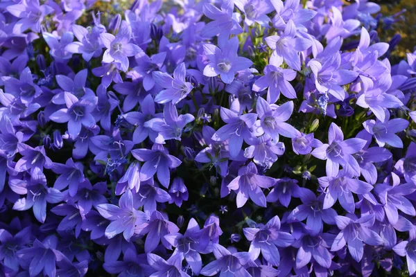 Massa Indah Bunga Ungu Dikenal Sebagai Campanula Bavarian Blue Tumbuh — Stok Foto