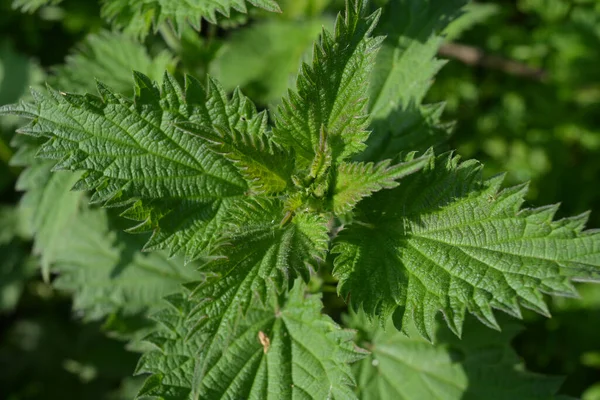 Vibrant Green Leaves Common Nettle Also Known Urtica Dioica — Stock Photo, Image