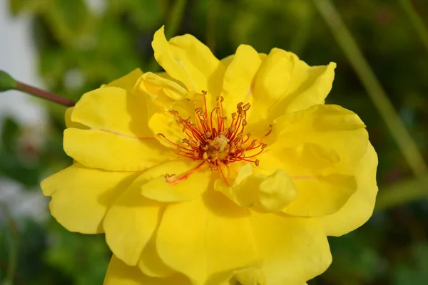 Kırmızı Çiçekli Güzel Sarı Gül Çiçeği Bir Yaz Bahçesinde Çiçek — Stok fotoğraf