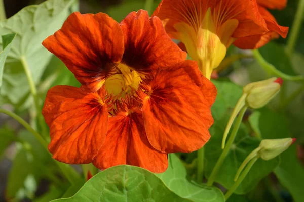 明るいオレンジ夏の庭で成長する一般的なナストリウムの花 ジュエルミックス — ストック写真
