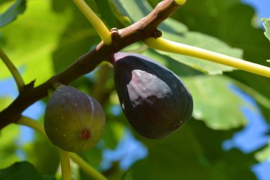 Tatlı, sulu incirler, Ficus carica, yazın ağaçta, yeşilden mora dönüyor hasat için hazır