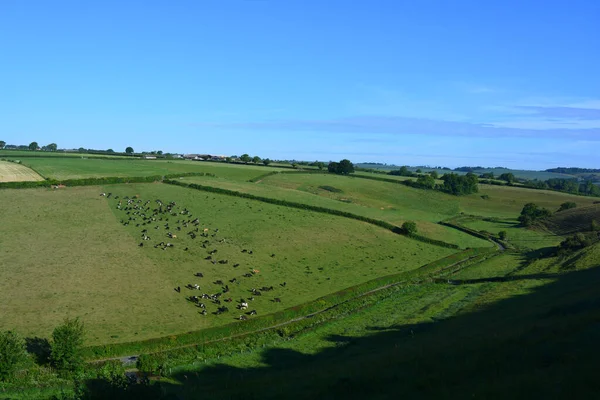 ドンキーレーンから牛と谷や農場のフィールド上の半空中ビュー ポイントンを目指して シャーボーンの近く ドーセット イングランド — ストック写真