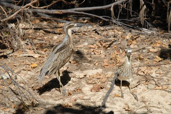 Helecho Platicerio También Conocido Como Staghorn Elkhorn Helecho Epífita Que —  Fotos de Stock