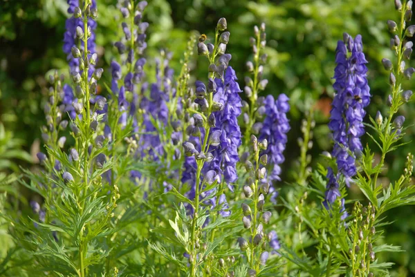 Aconitum Napellus Також Відомий Monceshood Або Вовчої Бані Отруйної Багаторічної — стокове фото