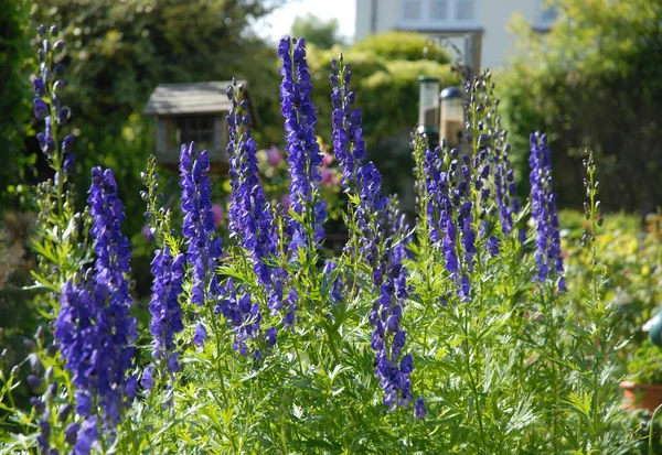 Aconitum Napellus Also Known Monkshood Wolf Bane Poisonous Perennial Herb — Stock Photo, Image