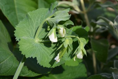 Bezelye Şekeri Ann, sarmaşıkta olgunlaşan organik bezelye kabukları hasat etmeye hazır.