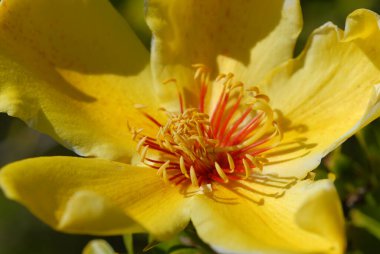 Yerli Kapok Ağacı 'nın parlak sarı çiçeği, Cochlospermum gillivraei, Magnetic Adası, Queensland, Avustralya