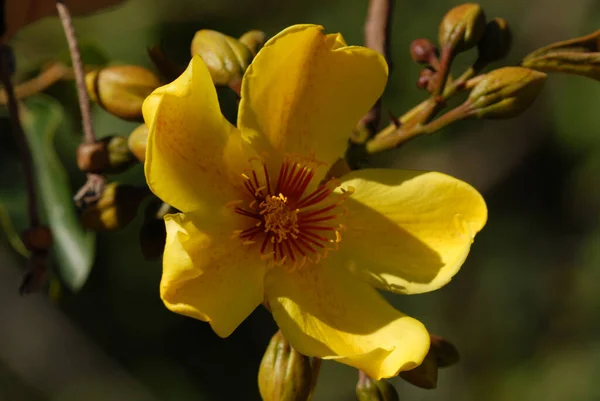 Yerli Kapok Ağacı Nın Parlak Sarı Çiçeği Cochlospermum Gillivraei Magnetic — Stok fotoğraf