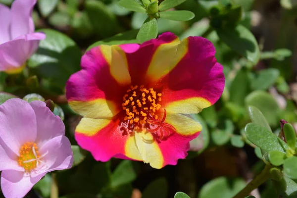 Portulaca Colorblast Görögdinnye Puncs Más Néven Moss Rose Vagy Purslane — Stock Fotó