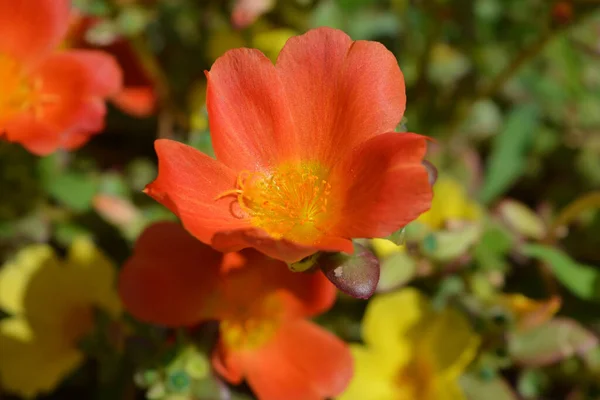 Moss Rose Also Known Purslane Portulaca Close Single Orange Flower — Stock Photo, Image