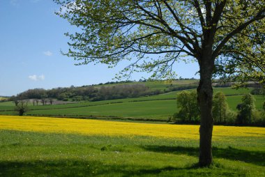 Sarı yağ tohumu tarlasına sahip kırsal alan çiçekli tecavüz, Dorset, İngiltere