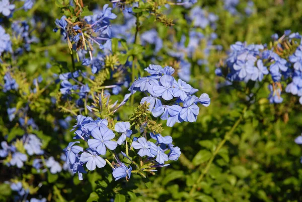 Blå Blommor Plumbago Auriculata Även Känd Som Cape Leadwort — Stockfoto