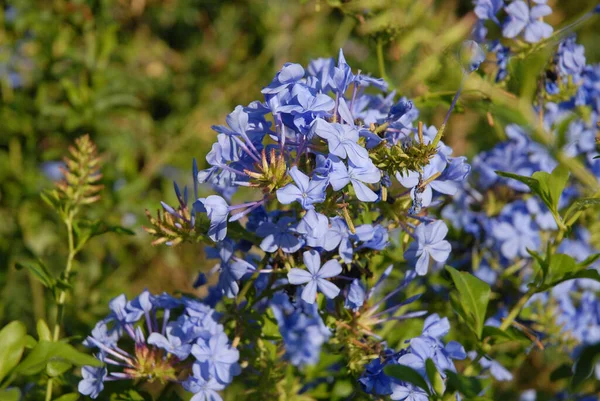 Ragacsos Kék Virágok Plumbago Auriculata Más Néven Cape Ólomféreg Sekély — Stock Fotó