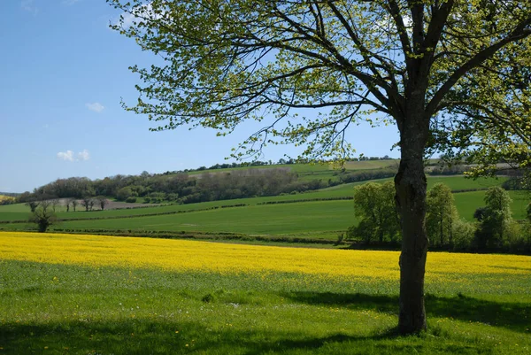 Paysage Rural Avec Champ Jaune Colza Fleur Dorset Angleterre — Photo