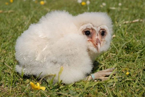 Schleiereule Oder Tyto Alba — Stockfoto